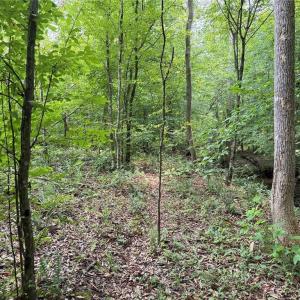 Photo #22 of Jennifer, Reidsville, NC 31.8 acres