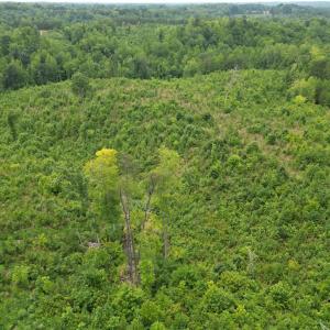 Photo #9 of Jennifer, Reidsville, NC 31.8 acres