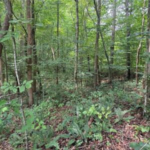 Photo #29 of Jennifer, Reidsville, NC 31.8 acres