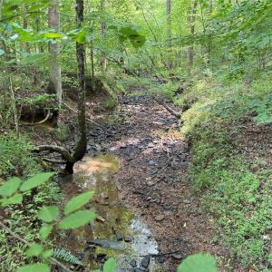 Photo #25 of Jennifer, Reidsville, NC 31.8 acres