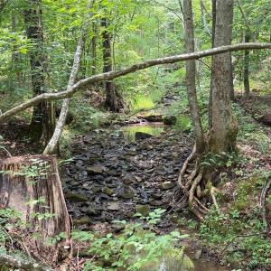 Photo #21 of Jennifer, Reidsville, NC 31.8 acres