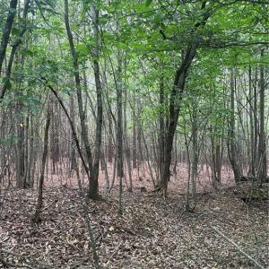 Photo #2 of Stokes School, Walnut Cove, NC 27.9 acres