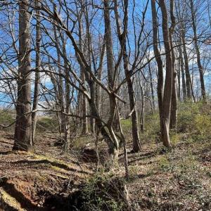 Photo #10 of Friends Mission Road, Ararat, VA 97.5 acres