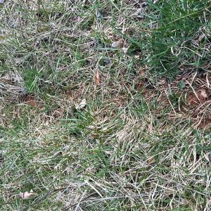 Photo #8 of Friends Mission Road, Ararat, VA 97.5 acres