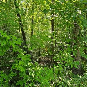 Photo #2 of Lot 408 Pine, Lexington, NC 0.1 acres