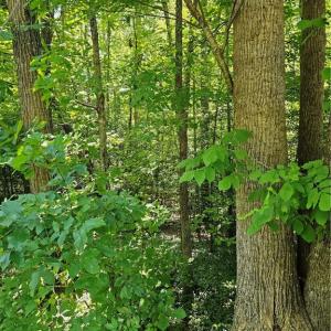 Photo #3 of Lot 408 Pine, Lexington, NC 0.1 acres