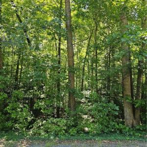 Photo #1 of Lot 408 Pine, Lexington, NC 0.1 acres