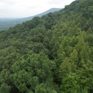 Photo #4 of Pine Tree, Pinnacle, NC 53.0 acres