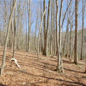 Photo #8 of 4 Old Mill, Pinnacle, NC 4.4 acres
