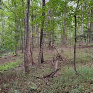 Photo #16 of Locust Grove, Westfield, NC 67.1 acres