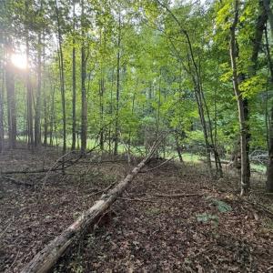 Photo #12 of Locust Grove, Westfield, NC 67.1 acres