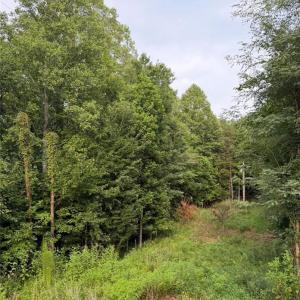 Photo #9 of Locust Grove, Westfield, NC 67.1 acres