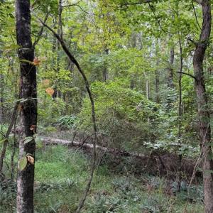 Photo #18 of Locust Grove, Westfield, NC 67.1 acres