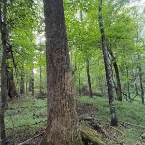 Photo #15 of Locust Grove, Westfield, NC 67.1 acres