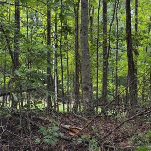 Photo #11 of Locust Grove, Westfield, NC 67.1 acres