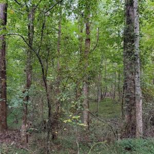 Photo #19 of Locust Grove, Westfield, NC 67.1 acres