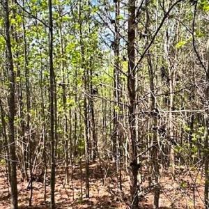 Photo #2 of Tate, Reidsville, NC 92.2 acres
