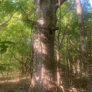 Photo #6 of Graham Davis, Denton, NC 17.1 acres