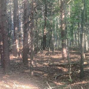 Photo #13 of Graham Davis, Denton, NC 17.1 acres