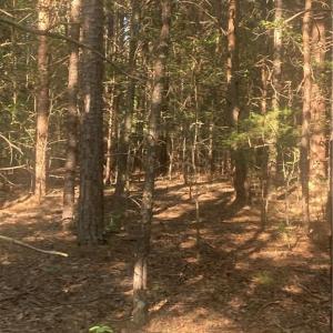 Photo #14 of Graham Davis, Denton, NC 17.1 acres