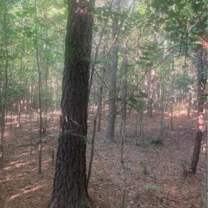 Photo #15 of Graham Davis, Denton, NC 17.1 acres