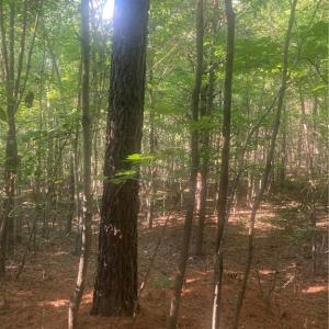 Photo #11 of Graham Davis, Denton, NC 17.1 acres