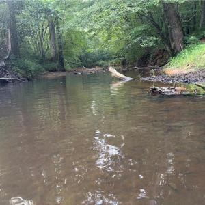 Photo #11 of 543 Bald Hill Loop, Madison, NC 31.4 acres