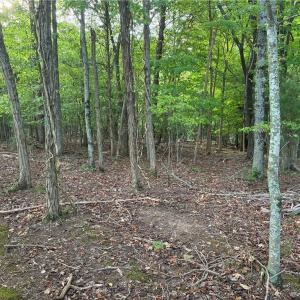 Mature trees and serene natural surroundings offer endless possibilities for outdoor recreation, hunting, or private trail networks.