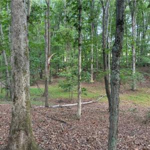 Peaceful timberland featuring gently rolling terrain and a lush canopy, perfect for nature lovers seeking privacy and tranquility.