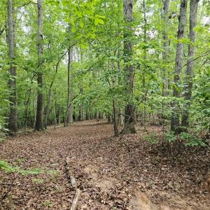 Photo #8 of Massey Creek, Madison, NC 20.7 acres