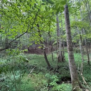 Photo #13 of Johnson, King, NC 17.1 acres