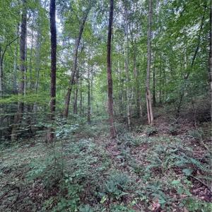Photo #12 of Johnson, King, NC 17.1 acres