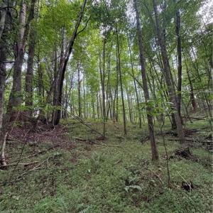 Photo #3 of Johnson, King, NC 17.1 acres
