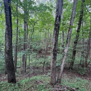 Photo #9 of Johnson, King, NC 17.1 acres