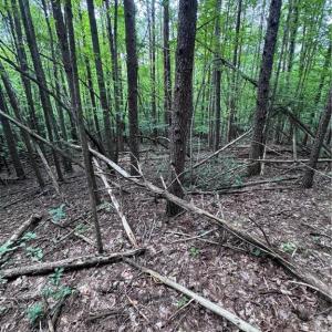 Photo #11 of Johnson, King, NC 17.1 acres