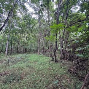 Photo #8 of Johnson, King, NC 17.1 acres