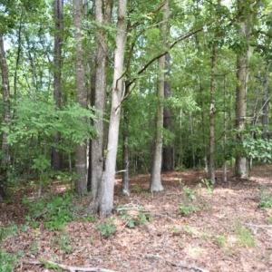Photo #3 of Garner, Snow Camp, NC 17.0 acres