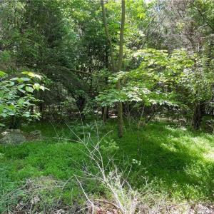 Photo #3 of Thompson, Graham, NC 14.9 acres