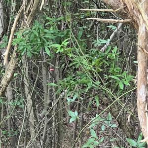 Photo #6 of NC Highway 49, Mebane, NC 8.2 acres