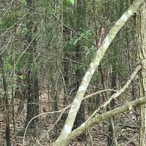 Photo #7 of NC Highway 49, Mebane, NC 8.2 acres