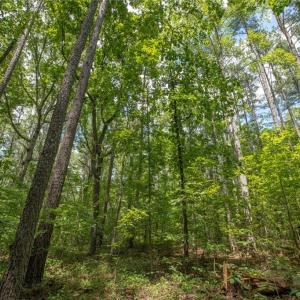 Photo #23 of 8942 Spearman, Reidsville, NC 453.0 acres