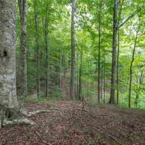 Photo #3 of 8942 Spearman, Reidsville, NC 453.0 acres