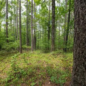 Photo #5 of 8942 Spearman, Reidsville, NC 453.0 acres