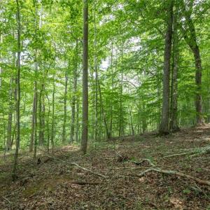 Photo #38 of 8942 Spearman, Reidsville, NC 453.0 acres