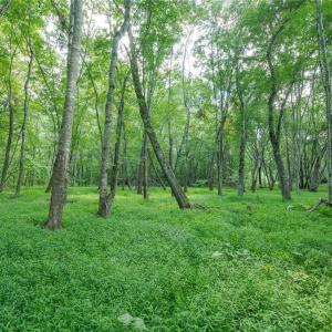 Photo #49 of 8942 Spearman, Reidsville, NC 453.0 acres