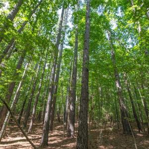 Photo #41 of 8942 Spearman, Reidsville, NC 453.0 acres