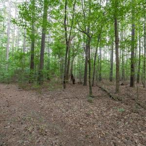 Photo #48 of 8942 Spearman, Reidsville, NC 453.0 acres
