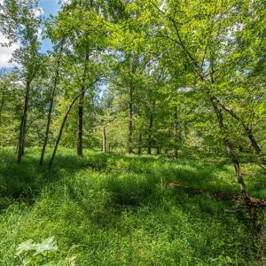 Photo #39 of 8942 Spearman, Reidsville, NC 453.0 acres