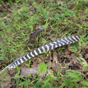 Photo #8 of 8942 Spearman, Reidsville, NC 453.0 acres