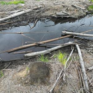 Photo #27 of 3950 Shiptontown, Lexington, NC 30.1 acres